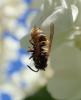 Vespula sp.